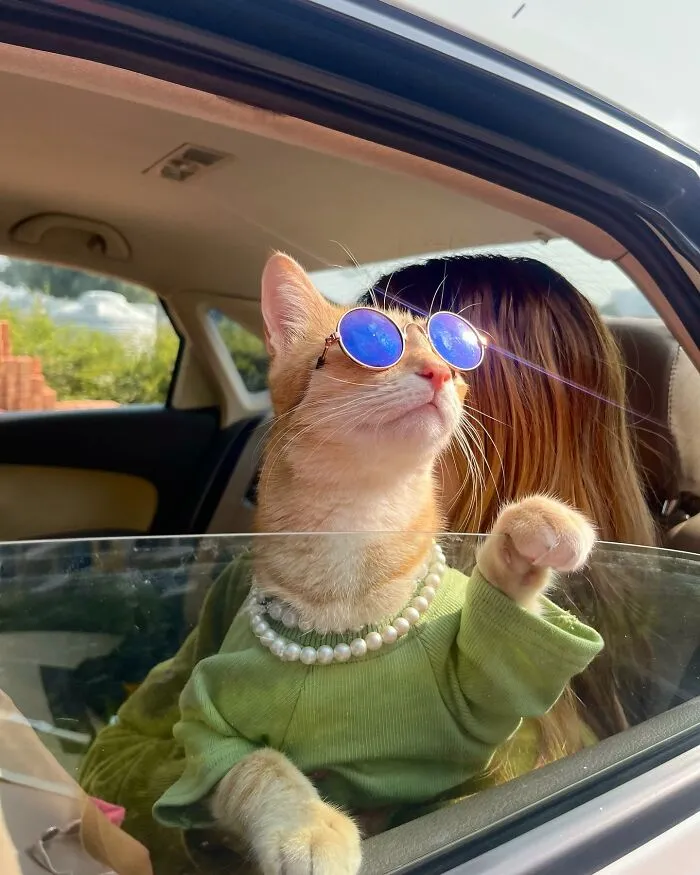 Meet August, The Fashion-Forward Cat Taking The Internet By Storm (40 Pics)