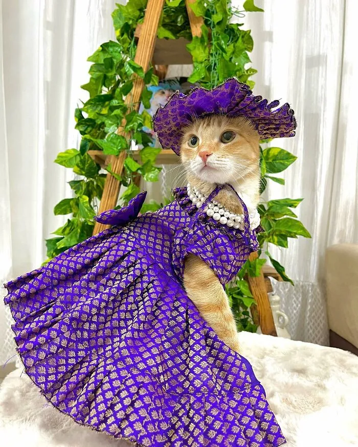 Meet August, The Fashion-Forward Cat Taking The Internet By Storm (40 Pics)