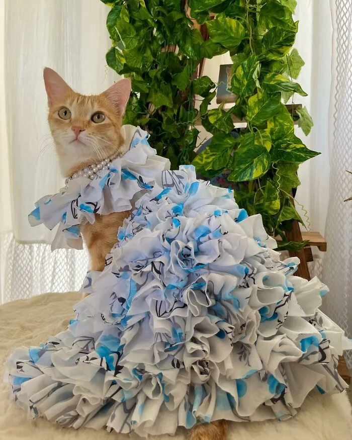 Meet August, The Fashion-Forward Cat Taking The Internet By Storm (40 Pics)