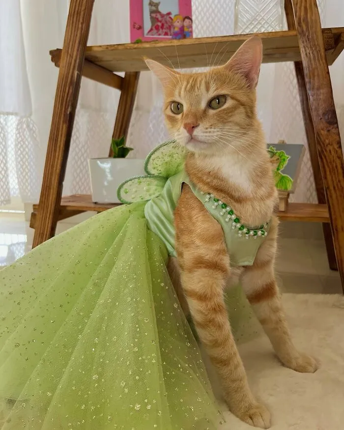 Meet August, The Fashion-Forward Cat Taking The Internet By Storm (40 Pics)