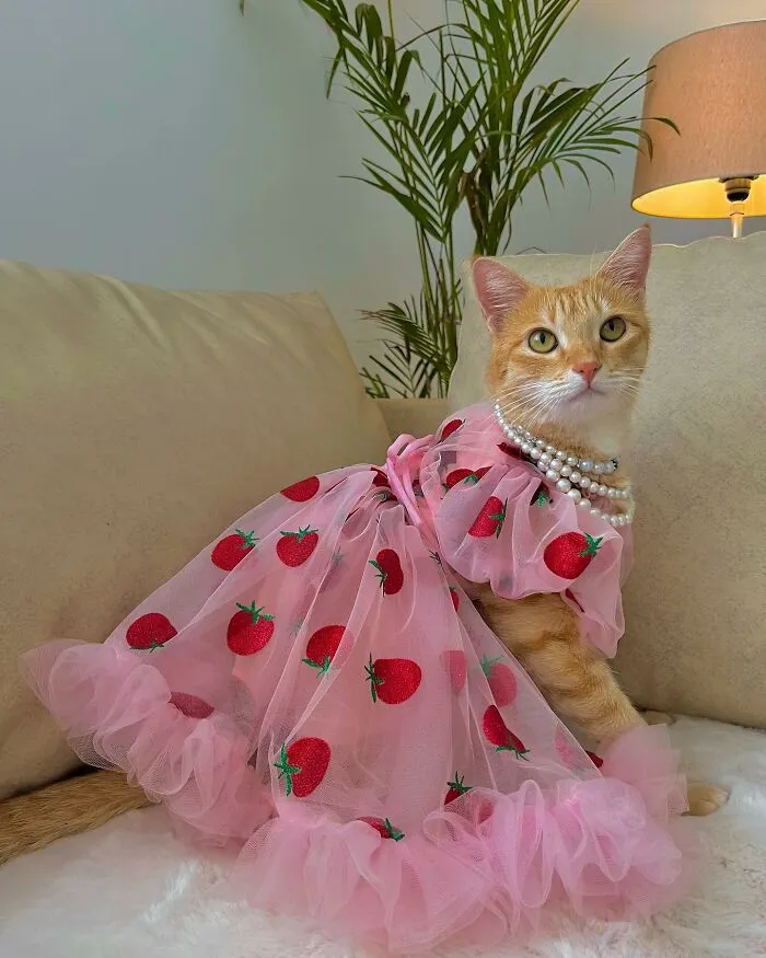 Meet August, The Fashion-Forward Cat Taking The Internet By Storm (40 Pics)