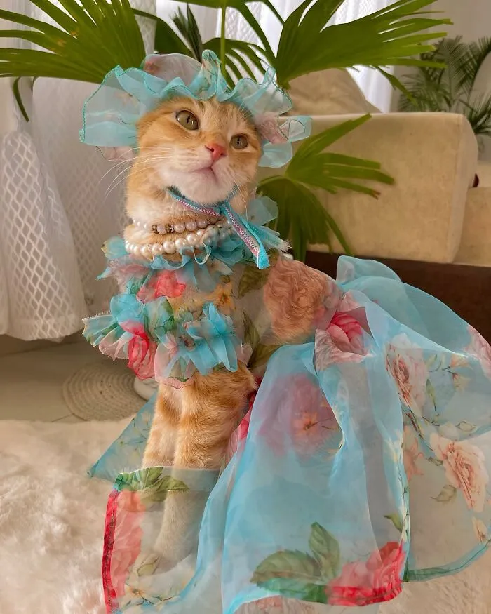 Meet August, The Fashion-Forward Cat Taking The Internet By Storm (40 Pics)