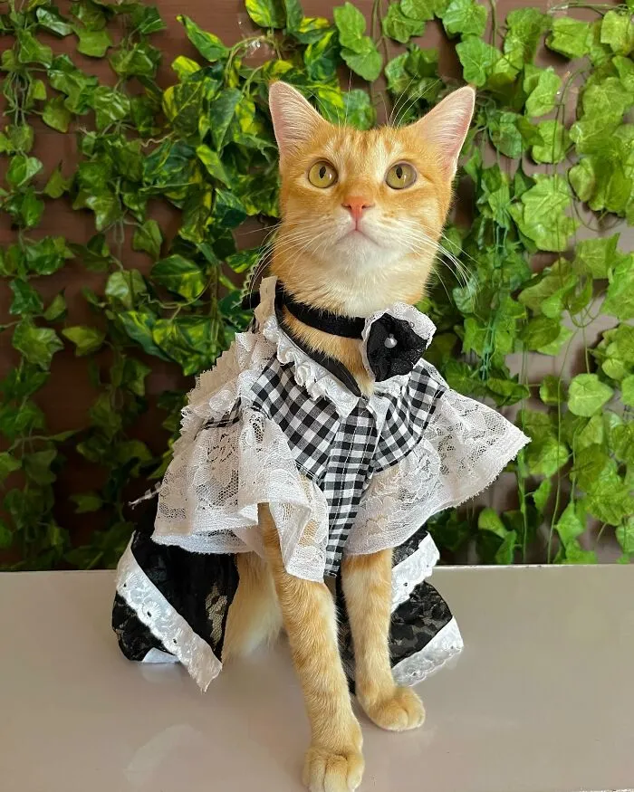 Meet August, The Fashion-Forward Cat Taking The Internet By Storm (40 Pics)