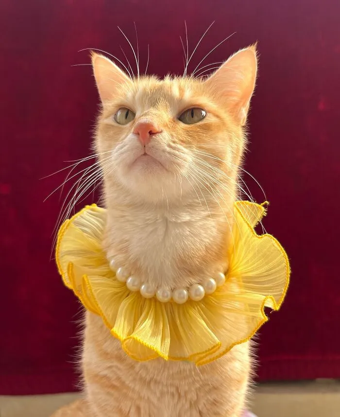 Meet August, The Fashion-Forward Cat Taking The Internet By Storm (40 Pics)