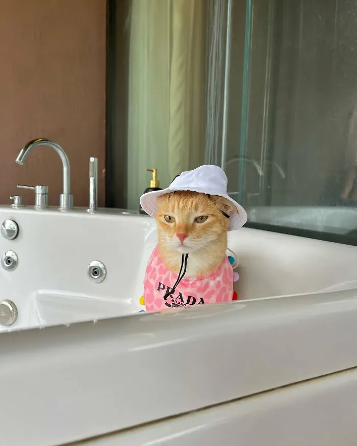 Meet August, The Fashion-Forward Cat Taking The Internet By Storm (40 Pics)