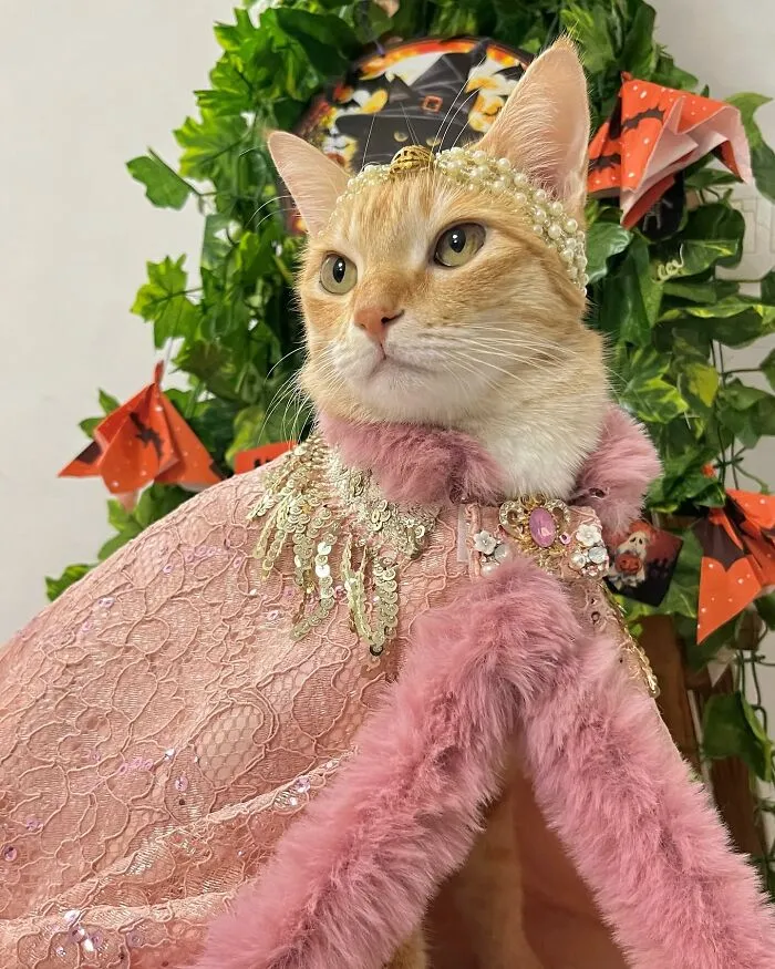 Meet August, The Fashion-Forward Cat Taking The Internet By Storm (40 Pics)