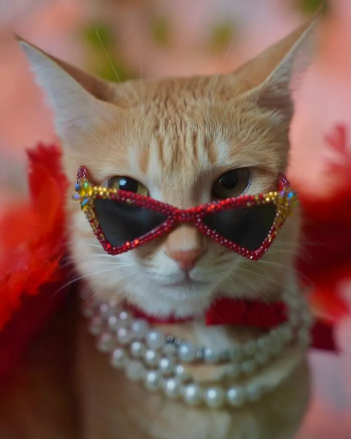 Meet August, The Fashion-Forward Cat Taking The Internet By Storm (40 Pics)