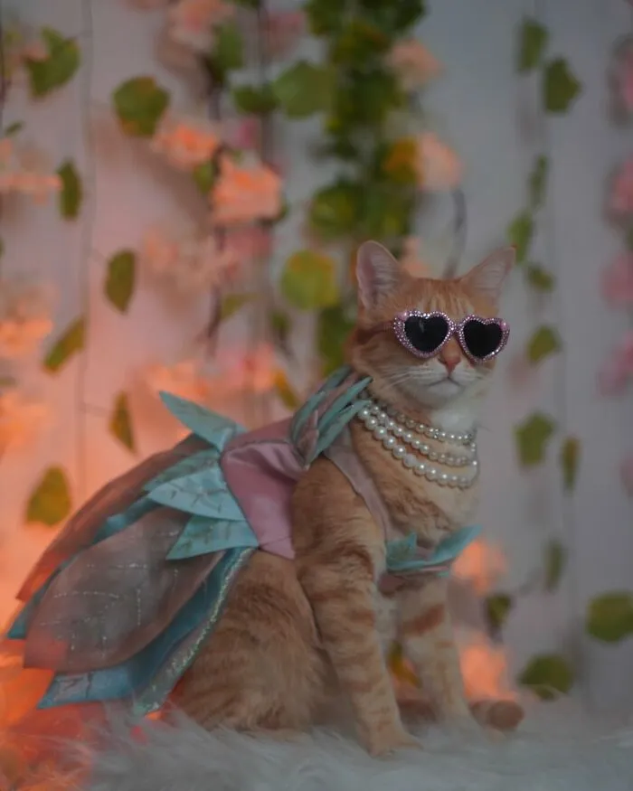 Meet August, The Fashion-Forward Cat Taking The Internet By Storm (40 Pics)