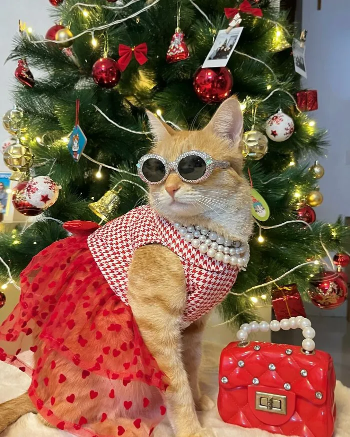 Meet August, The Fashion-Forward Cat Taking The Internet By Storm (40 Pics)