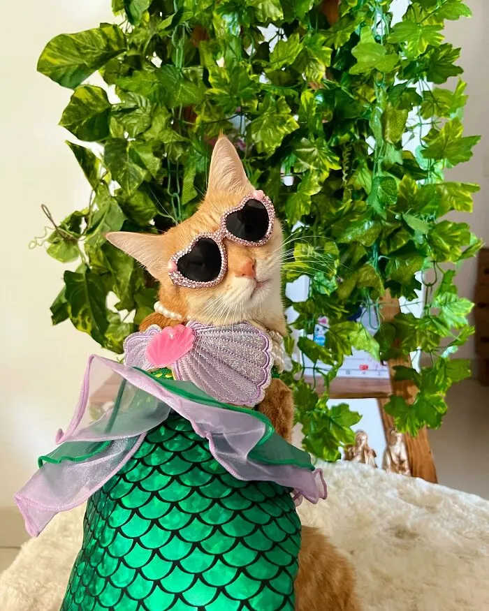 Meet August, The Fashion-Forward Cat Taking The Internet By Storm (40 Pics)
