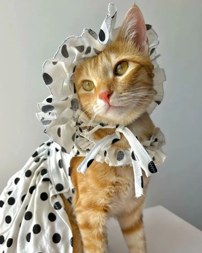 Meet August, The Fashion-Forward Cat Taking The Internet By Storm (40 Pics)