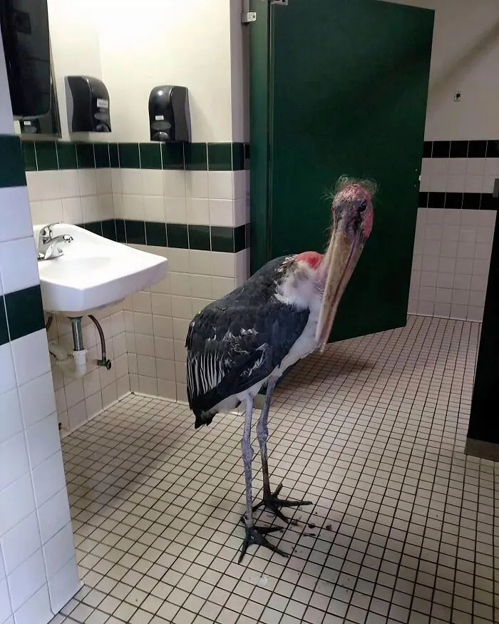 Marabou stork standing inside a tiled public bathroom, creating an uncomfortable and unusual scene.