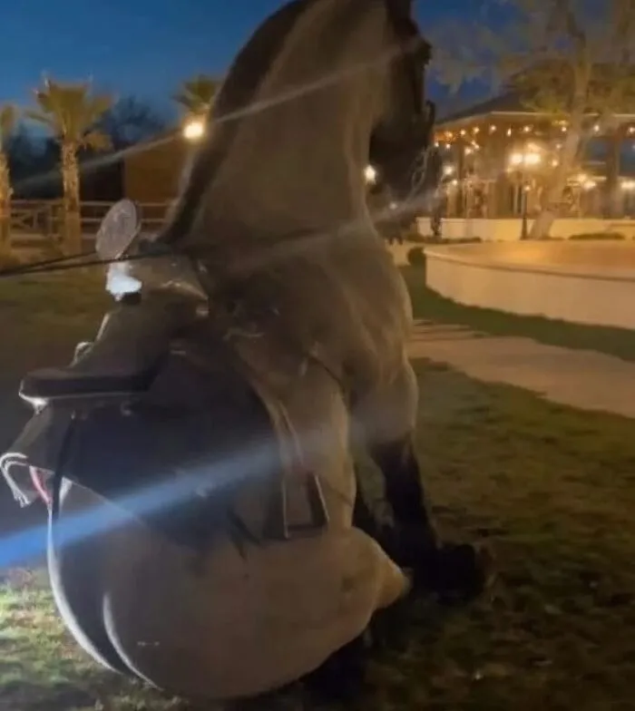 Horse seen from behind in a dimly lit outdoor setting, an image that might make you uncomfortable for no apparent reason.