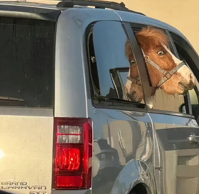 50 ‘Cursed Images’ That Are Wrong On Every Level (New Pics)