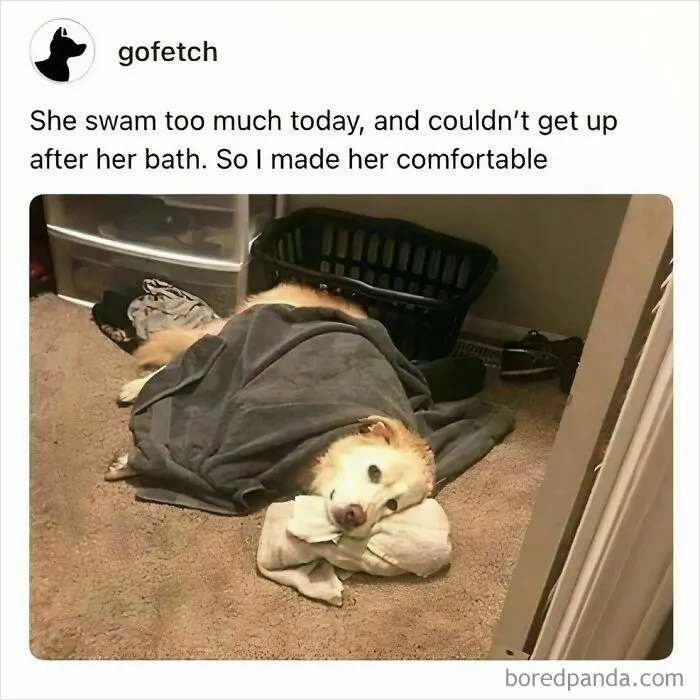 50 Times Dogs Were So Funny And Cute Owners Just Couldn’t Help But Share (New Pics)