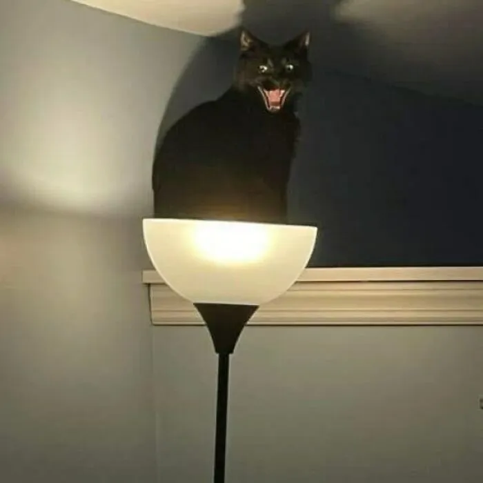 Gato negro posando sobre lámpara encendida en esquina de habitación, imagen divertida de fotos de gatos.