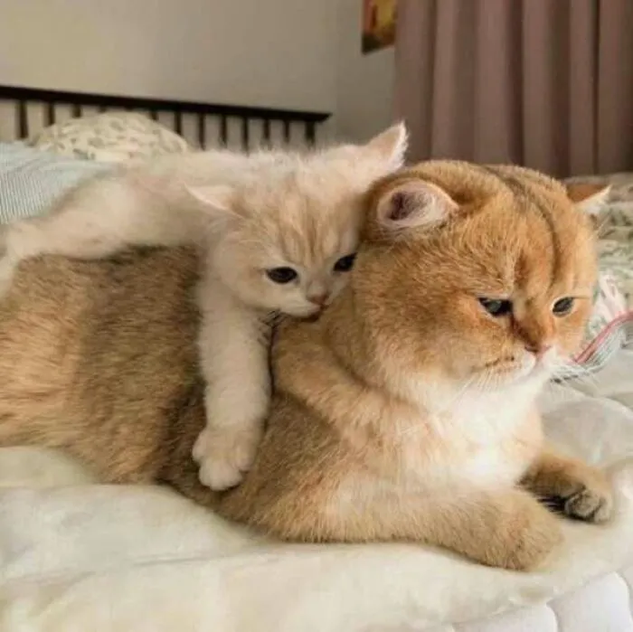 Gatito abrazando a gato mayor en cama, captura tierna y divertida para fotos de gatos compartidas en Facebook.