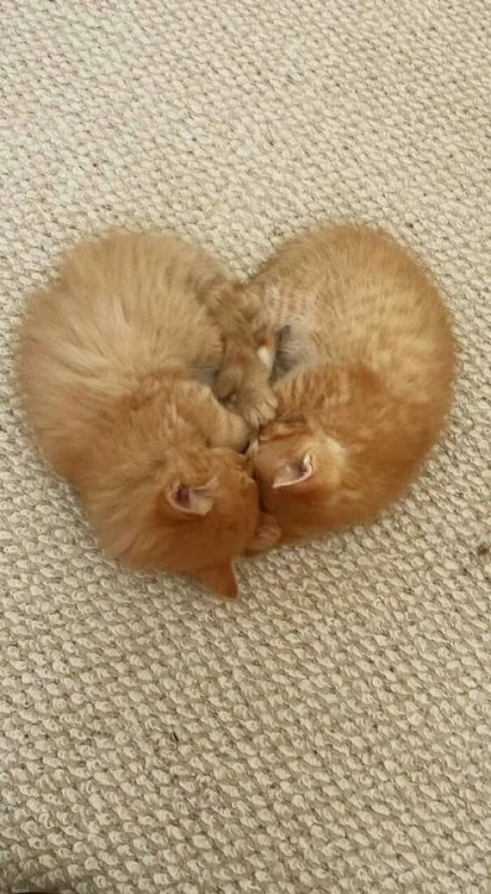 The Internet Asked For Laughter, These 50 Funny Cat Pics Delivered On Tiny Paws