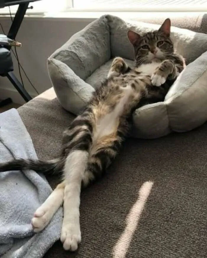 Remy es el maestro del relax