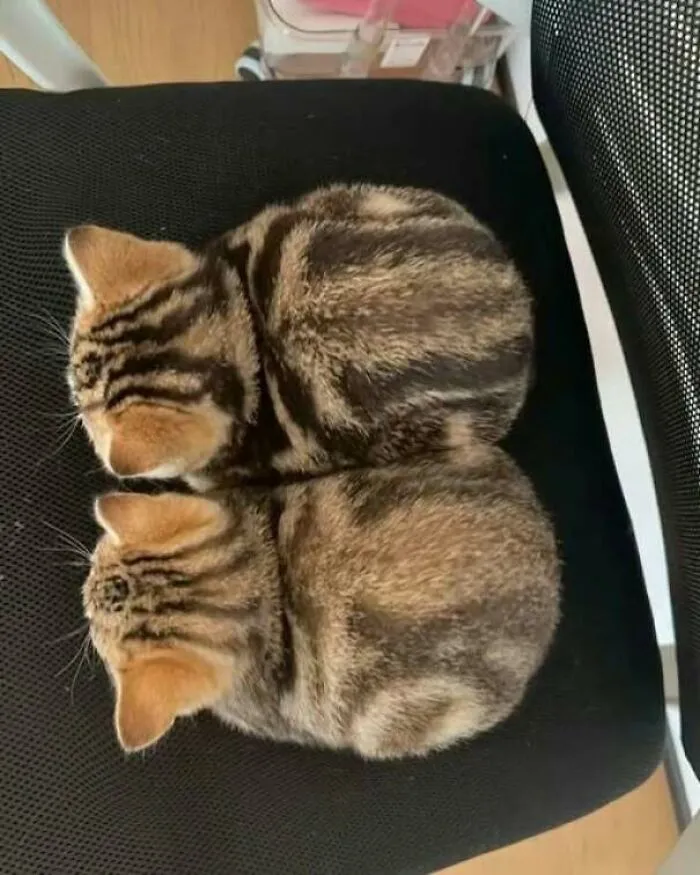 Dos gatos con pelaje rayado acomodados juntos sobre una silla negra, fotos de gatos divertidas compartidas en Facebook.