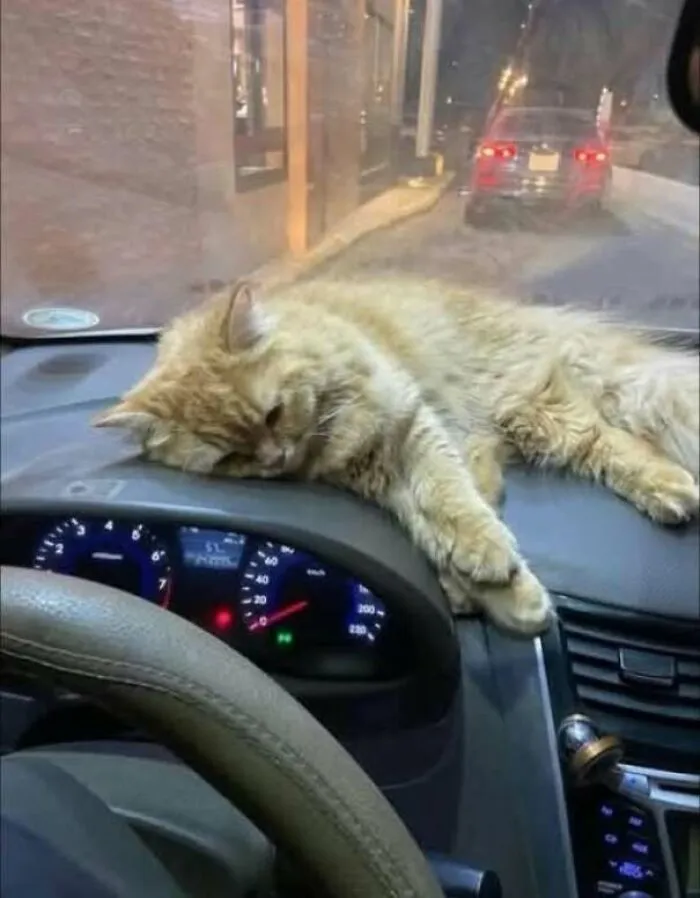 I Found Him Abandoned On The Side Of The Road. Alone. Exhausted. He Didn’t Even Have The Strength To Meow