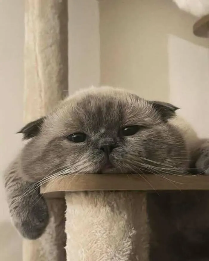 40 Divertidas fotos de gatos compartidas por esta página de Facebook