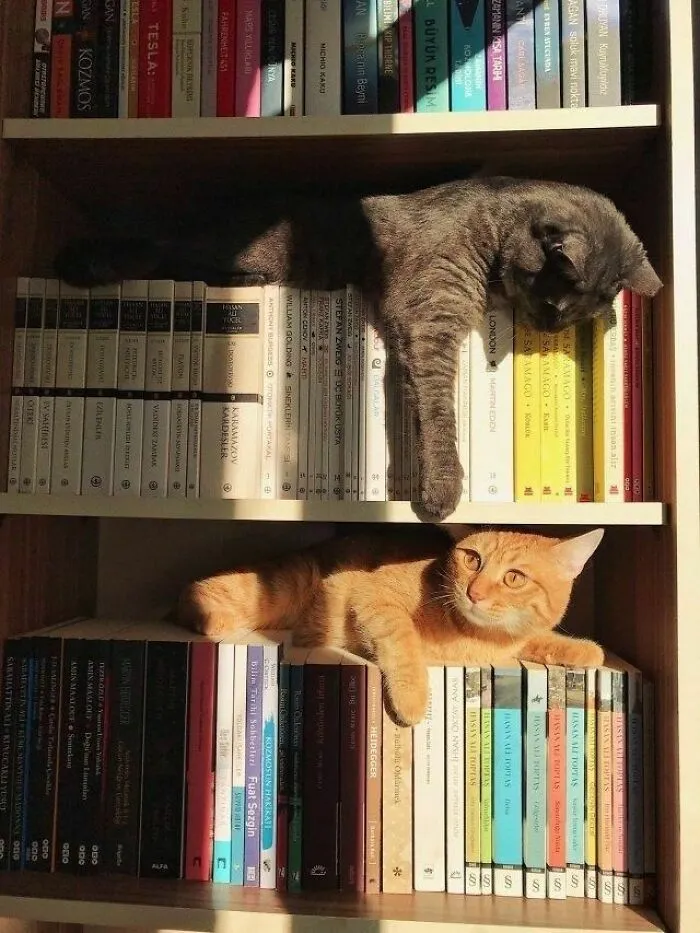 Libros y gatos🤍