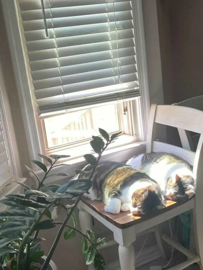 The Weather Is Sunny And Slow Breeze Is Flowing In My Kitchen This Morning. I Am Thankful For My Cats (Monkey And Luna). I Am Thankful That We Got To Choose Each Other