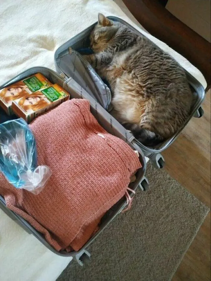 Gato durmiendo dentro de una maleta entre ropa y cajas, imagen divertida de fotos de gatos para Facebook.
