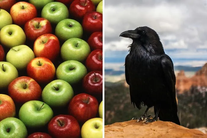 Raven Paradox