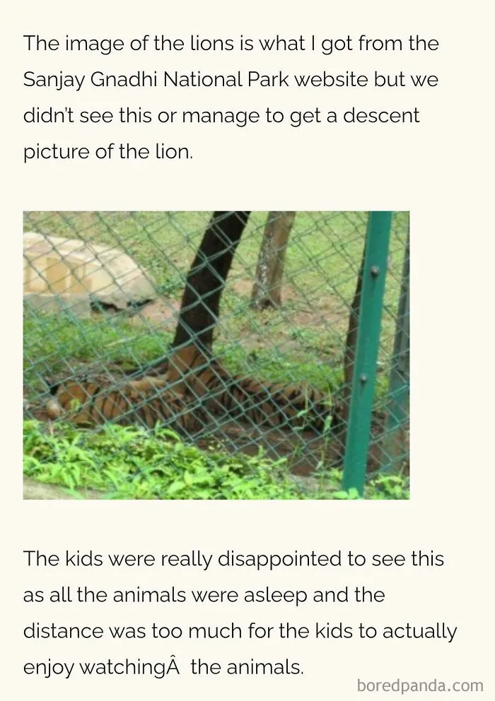Tiger sleeping behind a fence at a national park, showing challenges parents face with kids' disappointment at zoos.