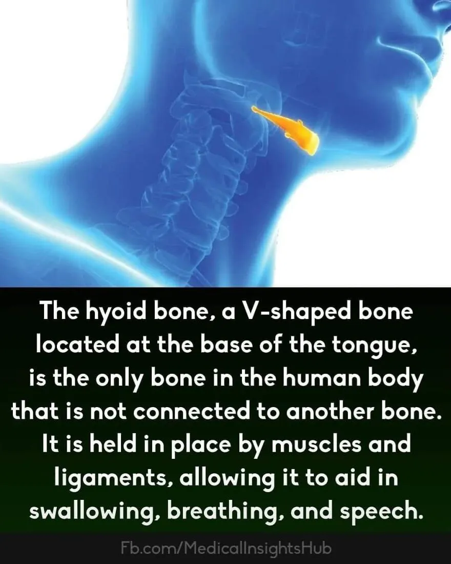 Illustration of the hyoid bone in the neck, highlighting curious medical facts about muscles and bones in the human body.