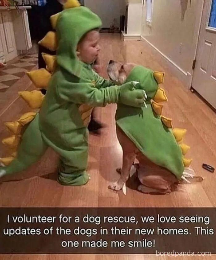 50 Animal Memes That Help People Forget Heavy Thoughts And Bring Smiles And Laughter