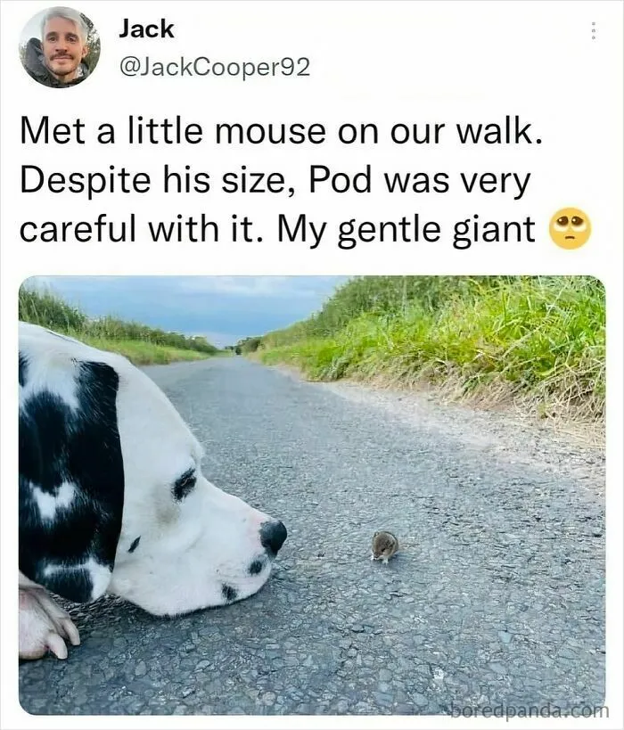 50 Animal Memes That Help People Forget Heavy Thoughts And Bring Smiles And Laughter