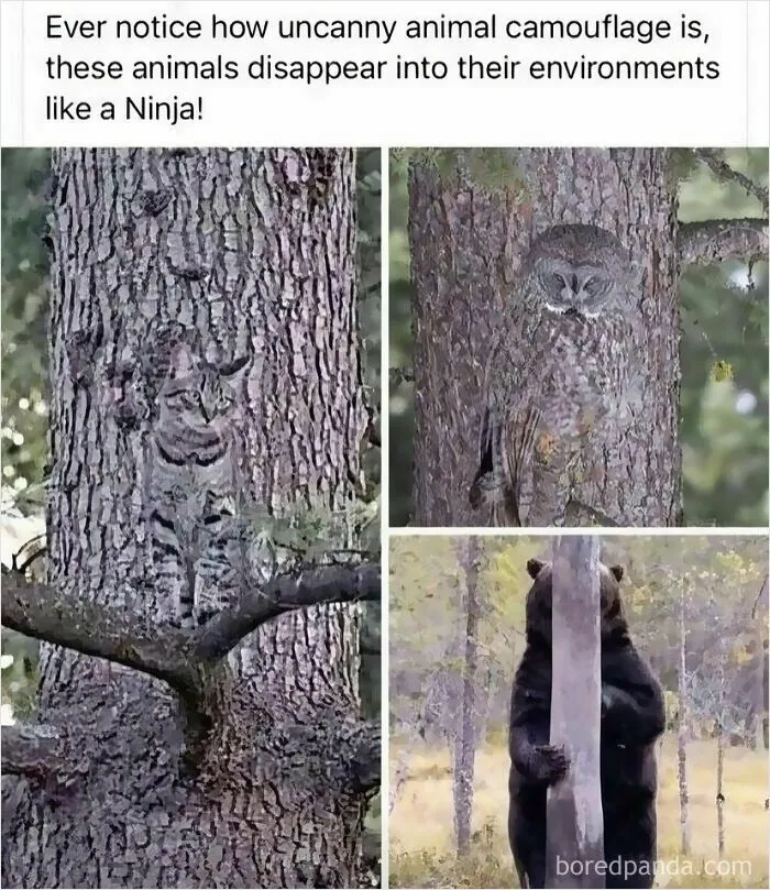 Animal-Antics-Funny-Memes-Pics