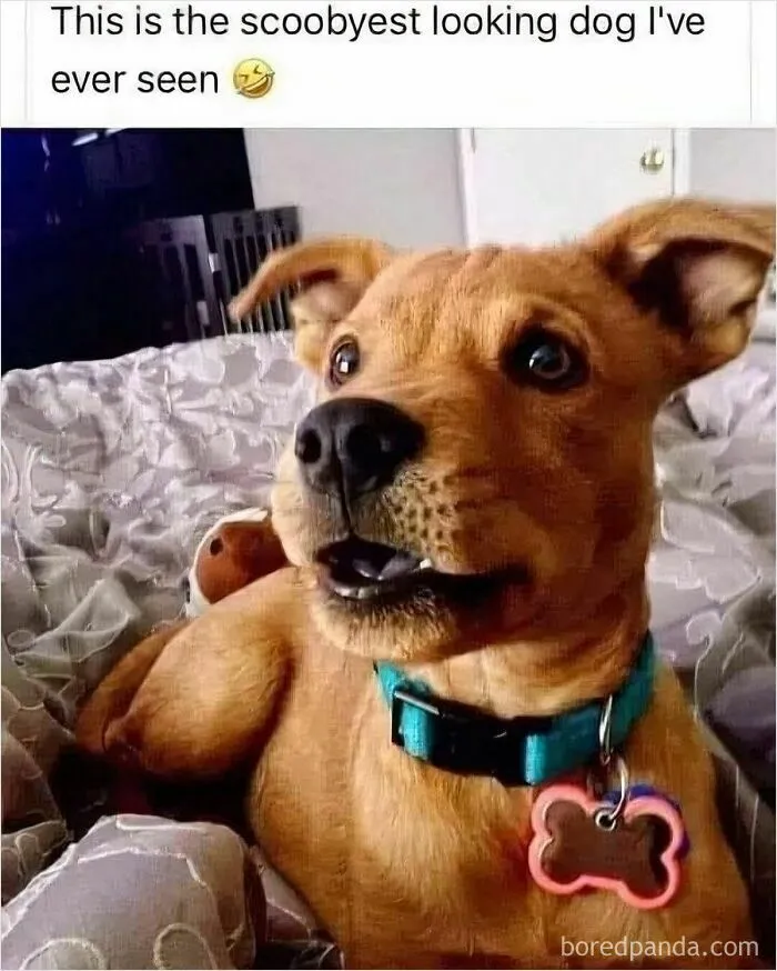 50 Animal Memes That Help People Forget Heavy Thoughts And Bring Smiles And Laughter