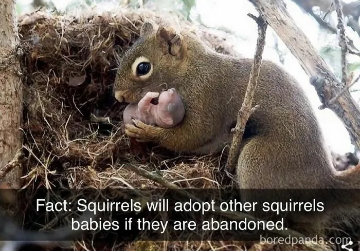 50 Animal Memes That Help People Forget Heavy Thoughts And Bring Smiles And Laughter