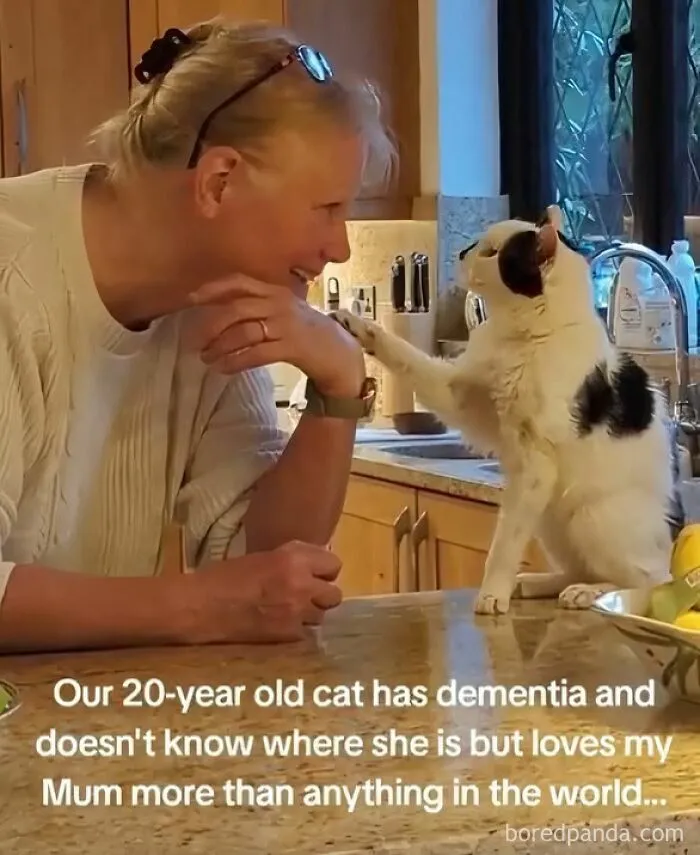 50 Animal Memes That Help People Forget Heavy Thoughts And Bring Smiles And Laughter