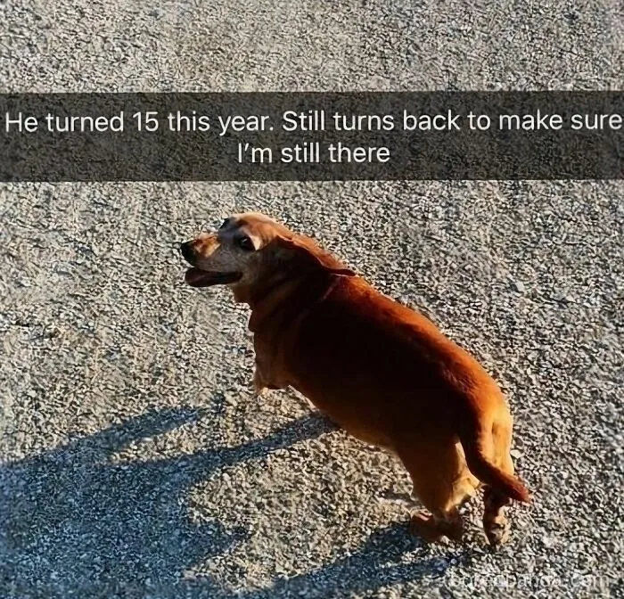 50 Animal Memes That Help People Forget Heavy Thoughts And Bring Smiles And Laughter