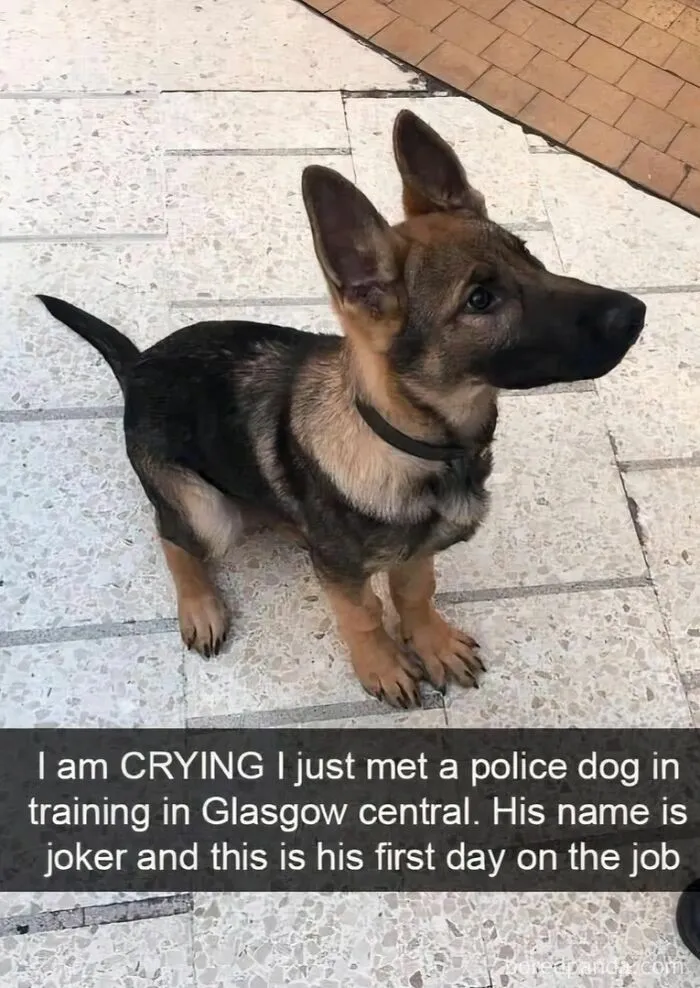 50 Animal Memes That Help People Forget Heavy Thoughts And Bring Smiles And Laughter