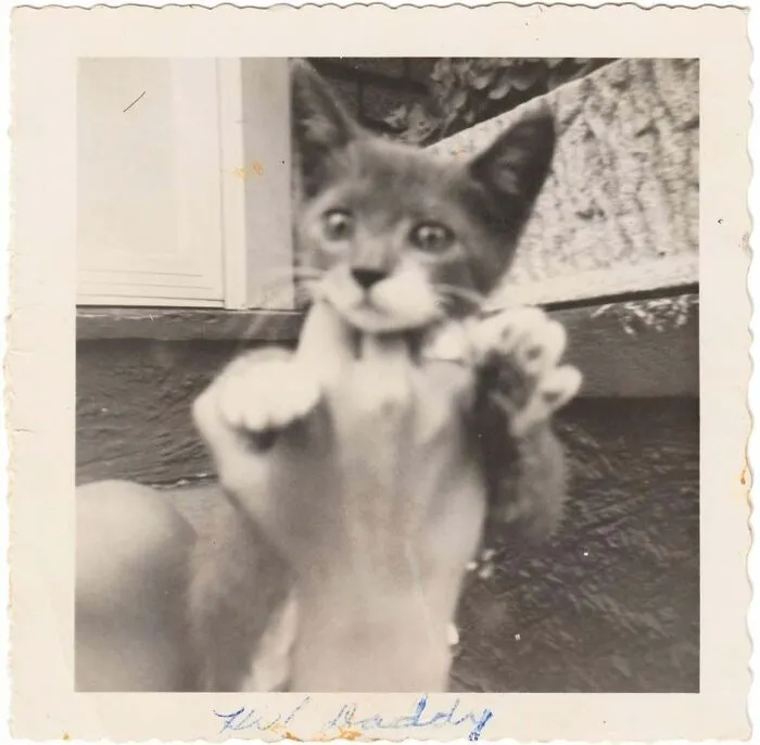 Vintage photo of a kitten being held up, showcasing a charming and interesting moment from history.