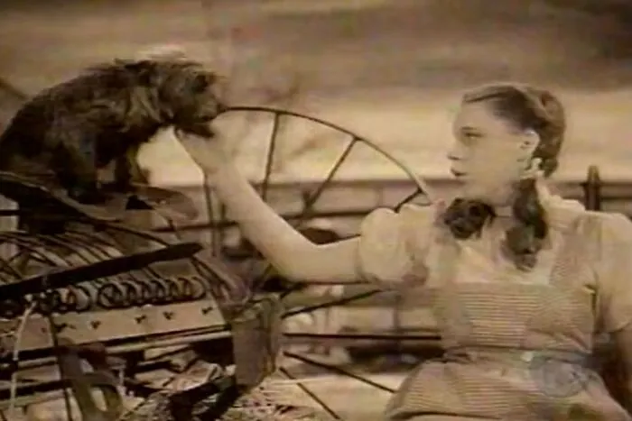 The Wizard Of Oz