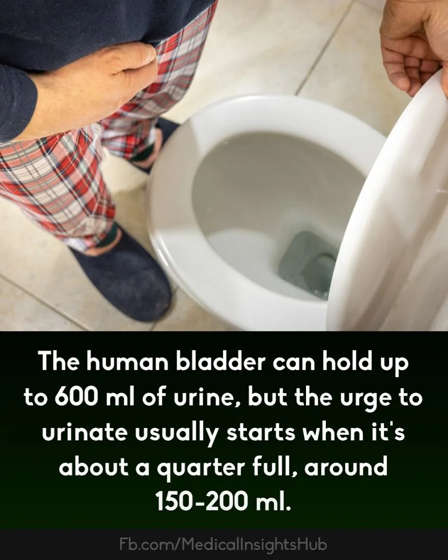 Person in plaid pajamas holding stomach and lifting toilet lid illustrating curious medical facts about fingers containing no muscles.
