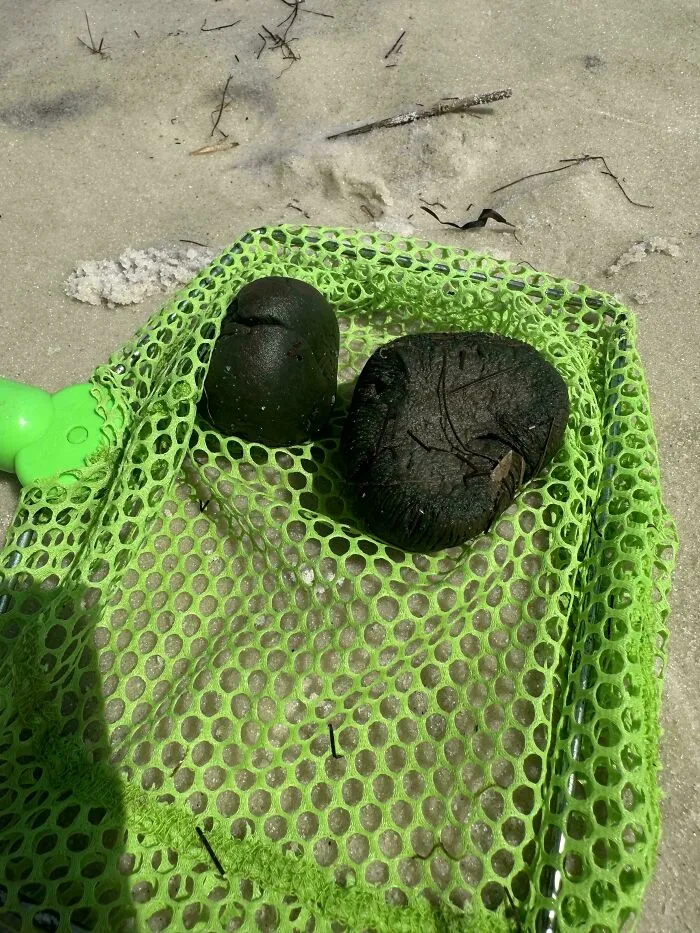 My Kids Are Calling These “Sea Turds,” Since They Are Round, Soft/Spongey And Dark Green But What Are They Really? Pensacola, Florida; Bayside, Underwater