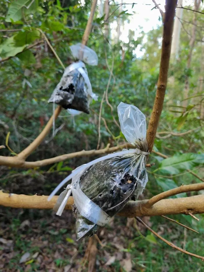 Dos bolsas de plástico atadas a un árbol en un bosque. Eran pequeñas bolsas de plástico transparente, llenas de lo que parece tierra y atadas a un árbol.