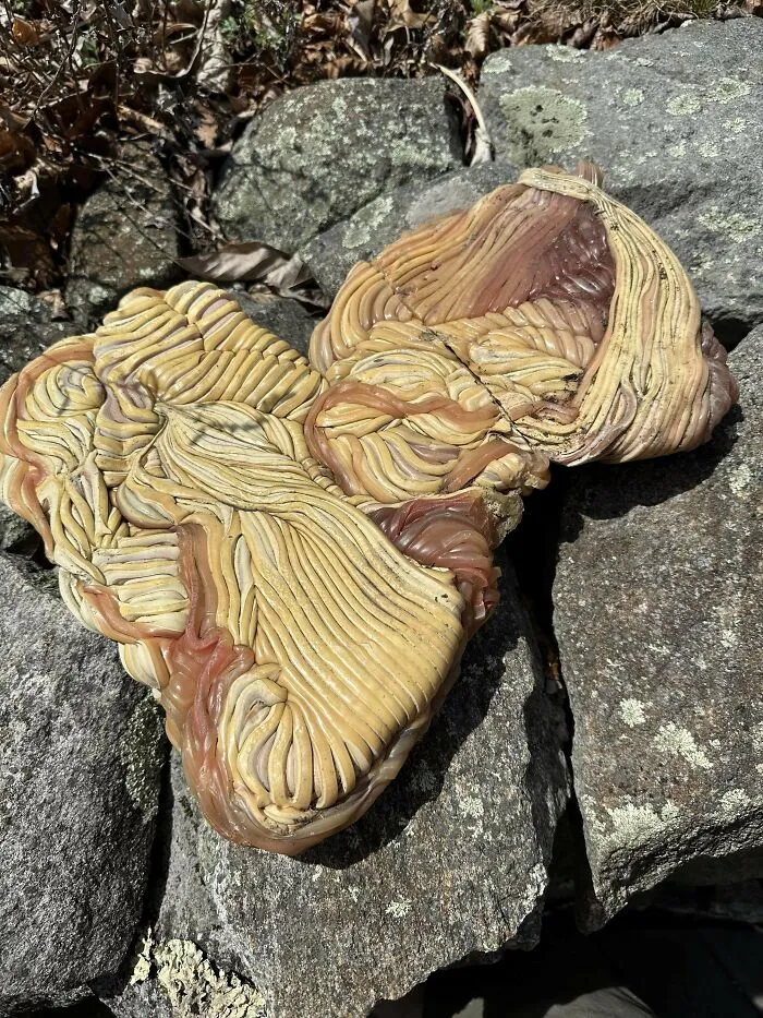Unusual mystery objects with layered, wavy patterns resting on rugged rocks, featured in online group recognition posts.