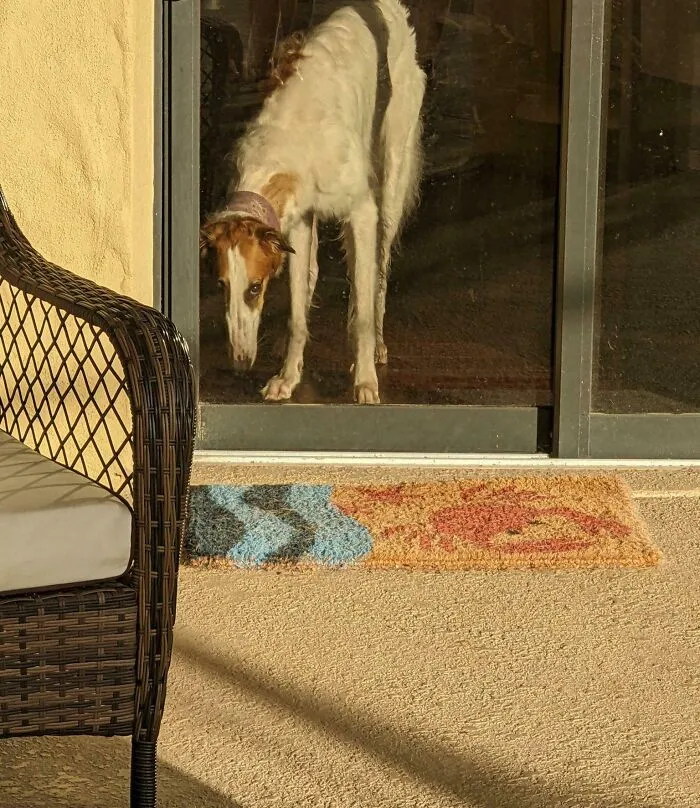 Mi perro parece una pintura al óleo en esta foto