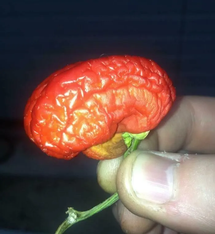 Pimiento rojo con forma que parece un cerebro humano sostenido entre dedos, objeto interesante y curioso.