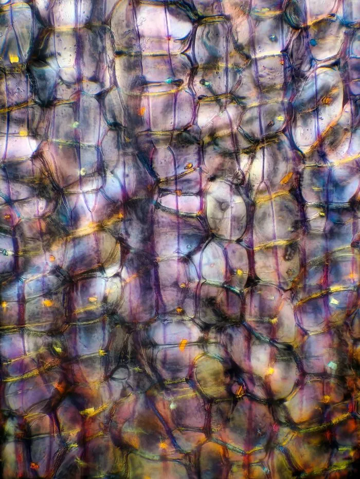 Onion Layers Under Microscope