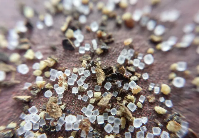 Salt And Pepper Up Close